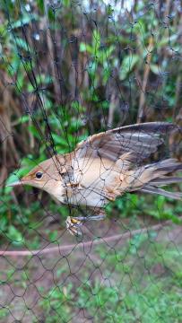 Obrockanje Zdravci 5